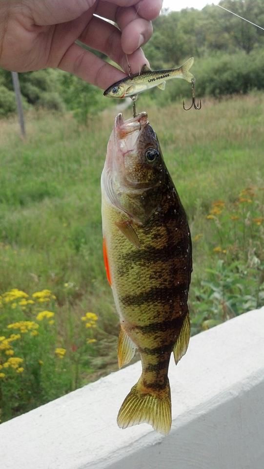 jumboperch1_zps74fe8e44.jpg