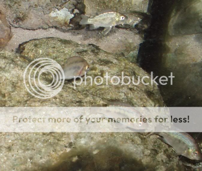tilapia2.jpg