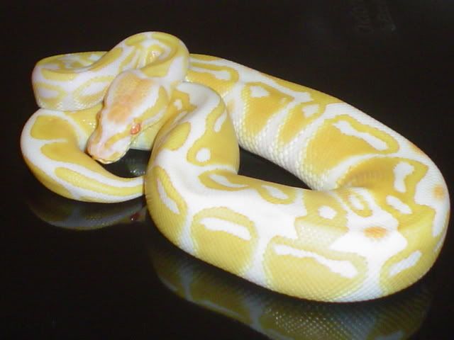 albino004.jpg
