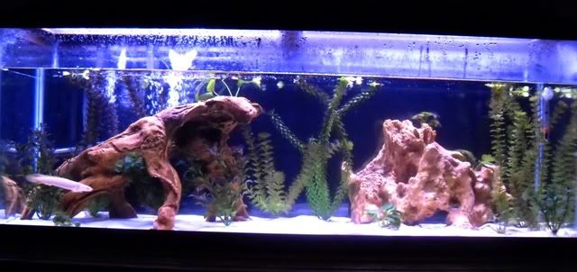 My55gal.jpg