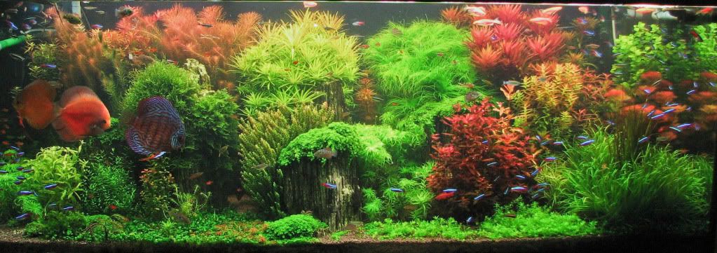 the_enchanted_garden_by_shay_fertig-2.jpg