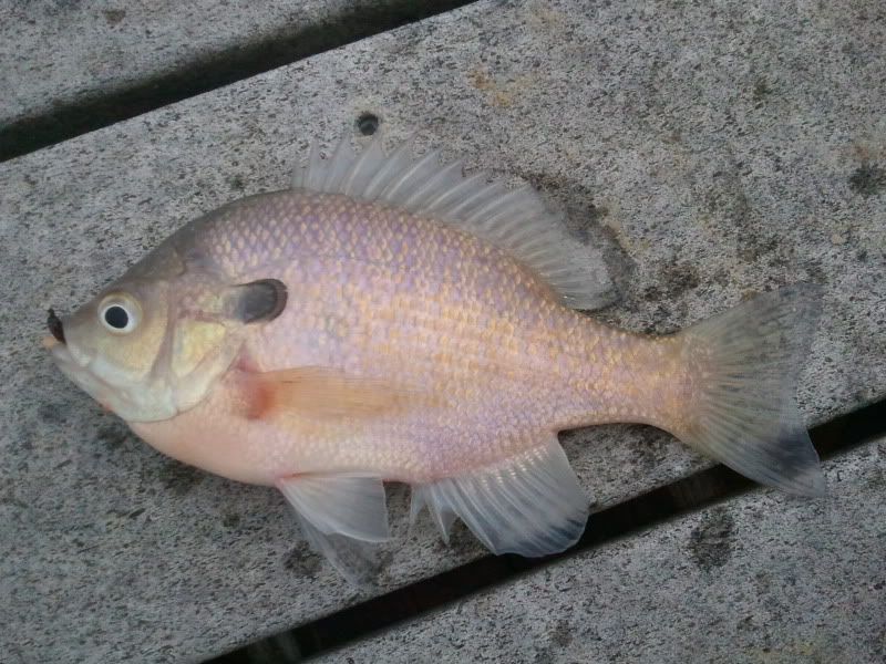 2012-02-01161506.jpg