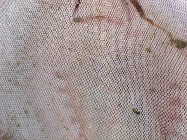 DSC04426.jpg