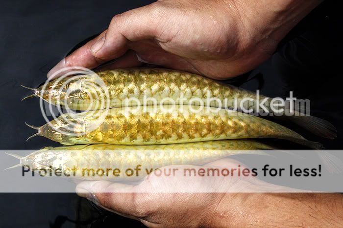 PL_329004copy.jpg