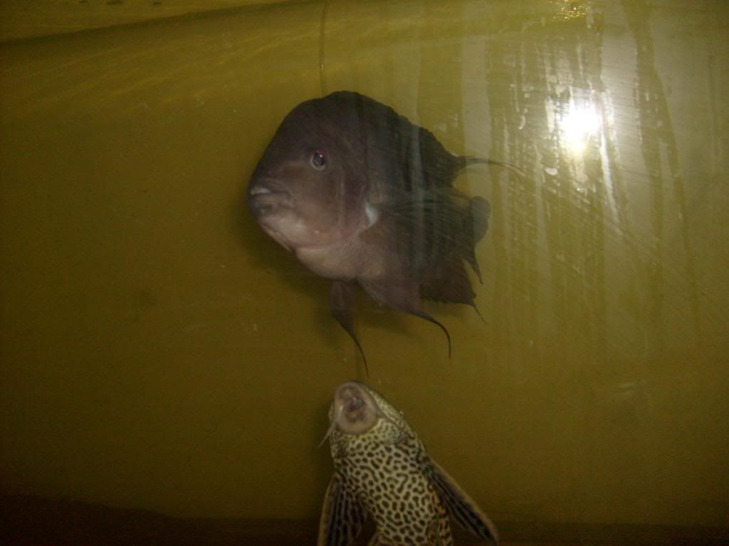 S6300043.jpg