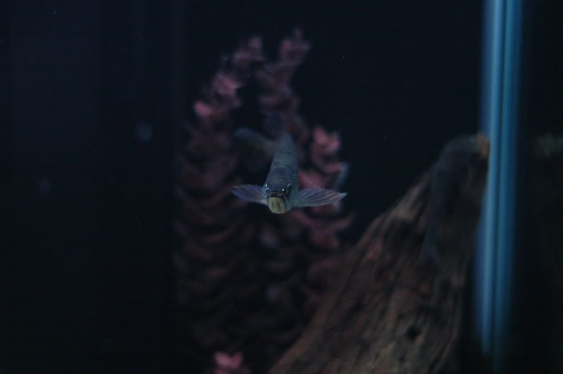 DSC_0946.jpg