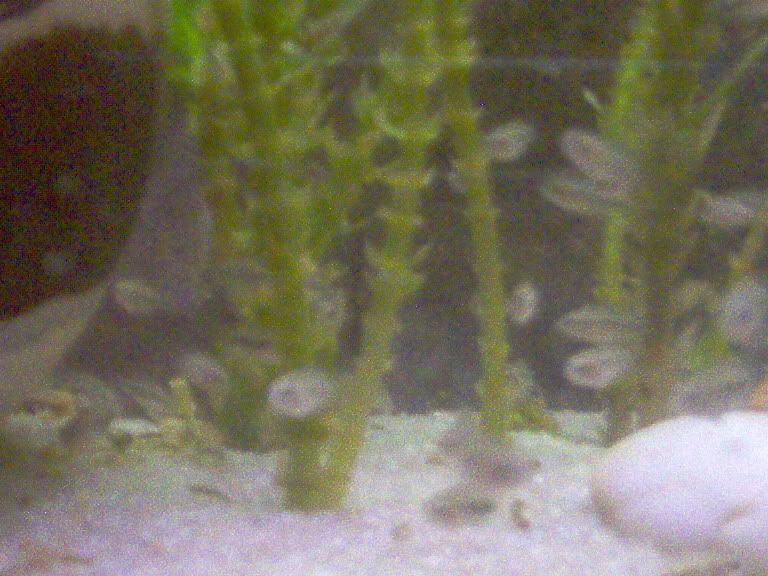 Fish018.jpg
