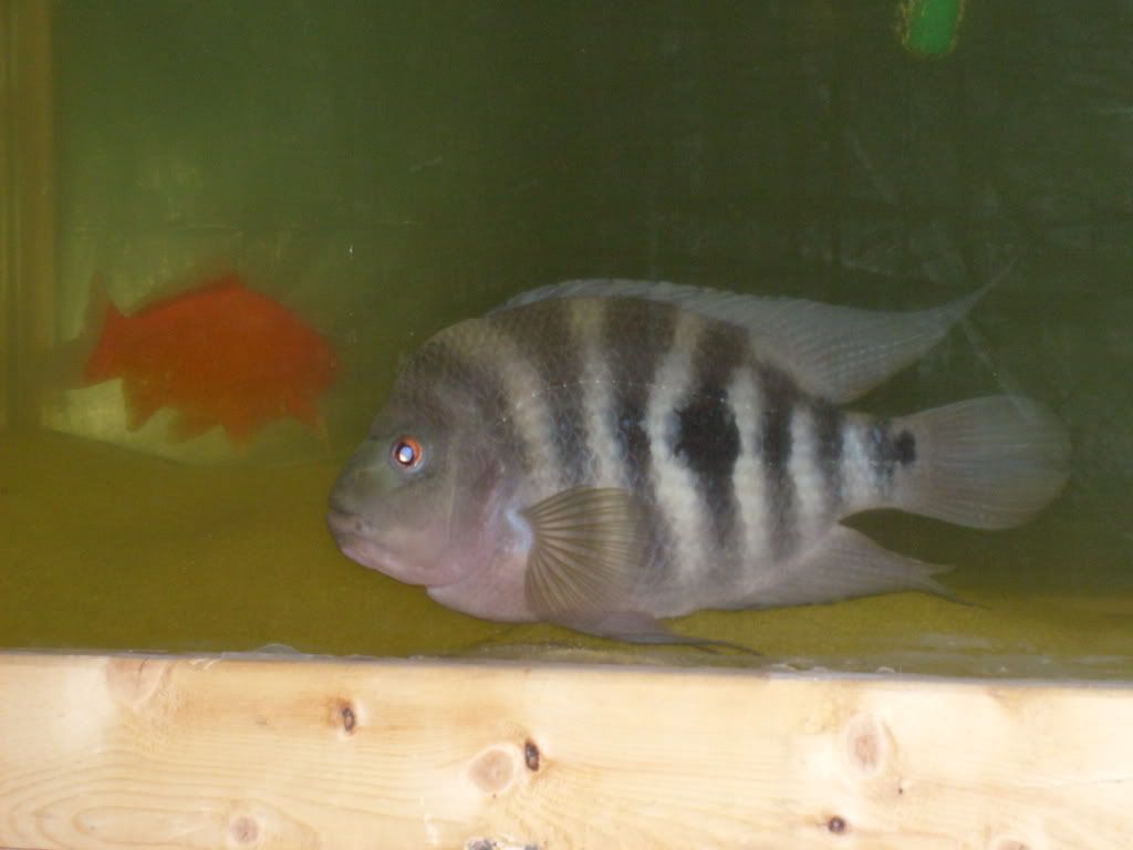 S6300125.jpg