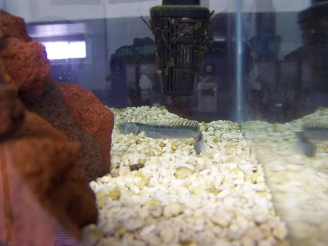 fishwall073.jpg