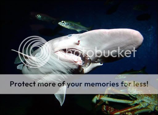 shark.jpg