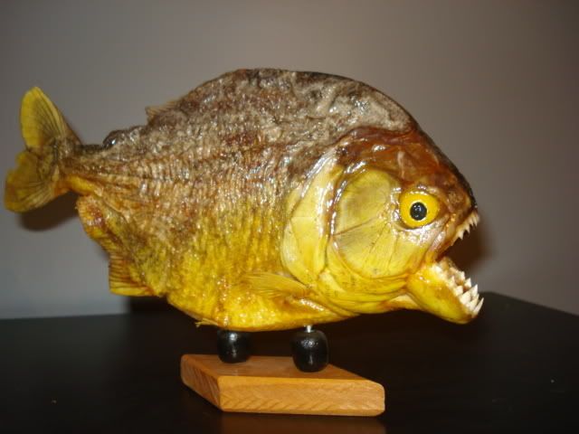 piranha006.jpg