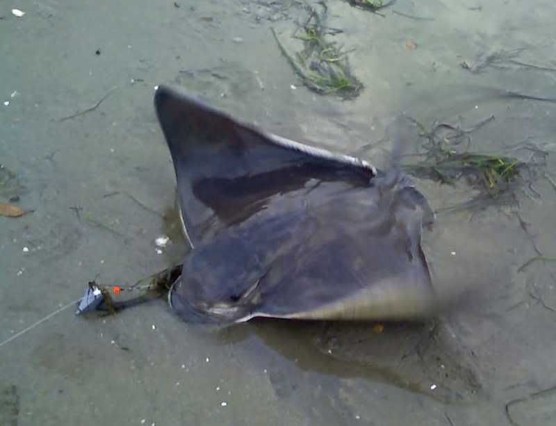 bat1.jpg