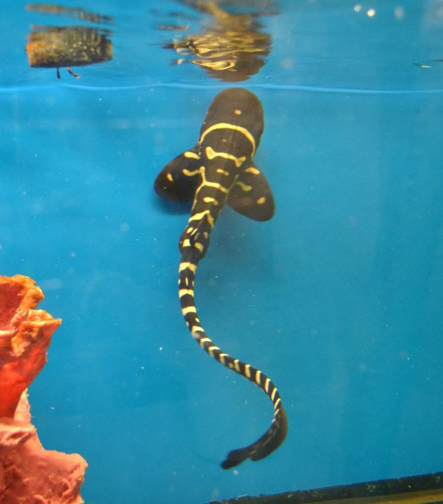 DSC_2740_zpsfddc0717.jpg
