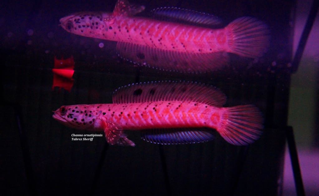 Cornatipinnis4-1.jpg