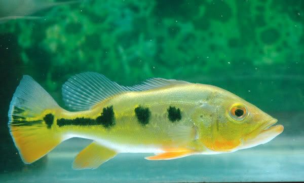 pbass1.jpg