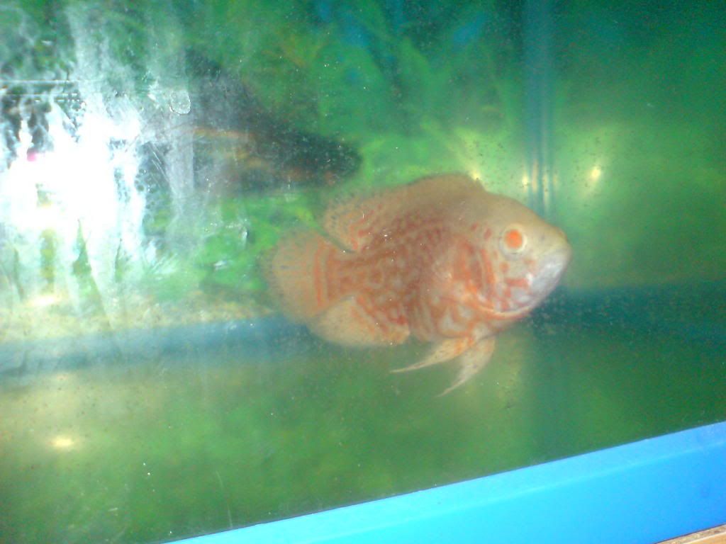 DSC00072.jpg