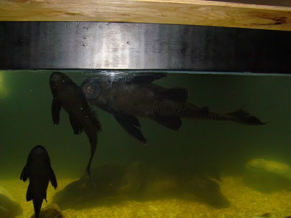plec1.jpg