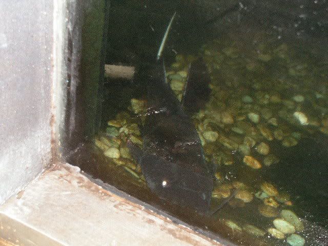 PICT0599.jpg