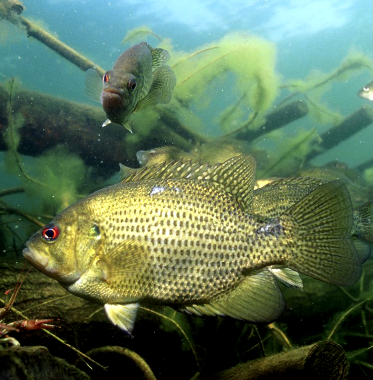Ambloplites_rupestris.jpg