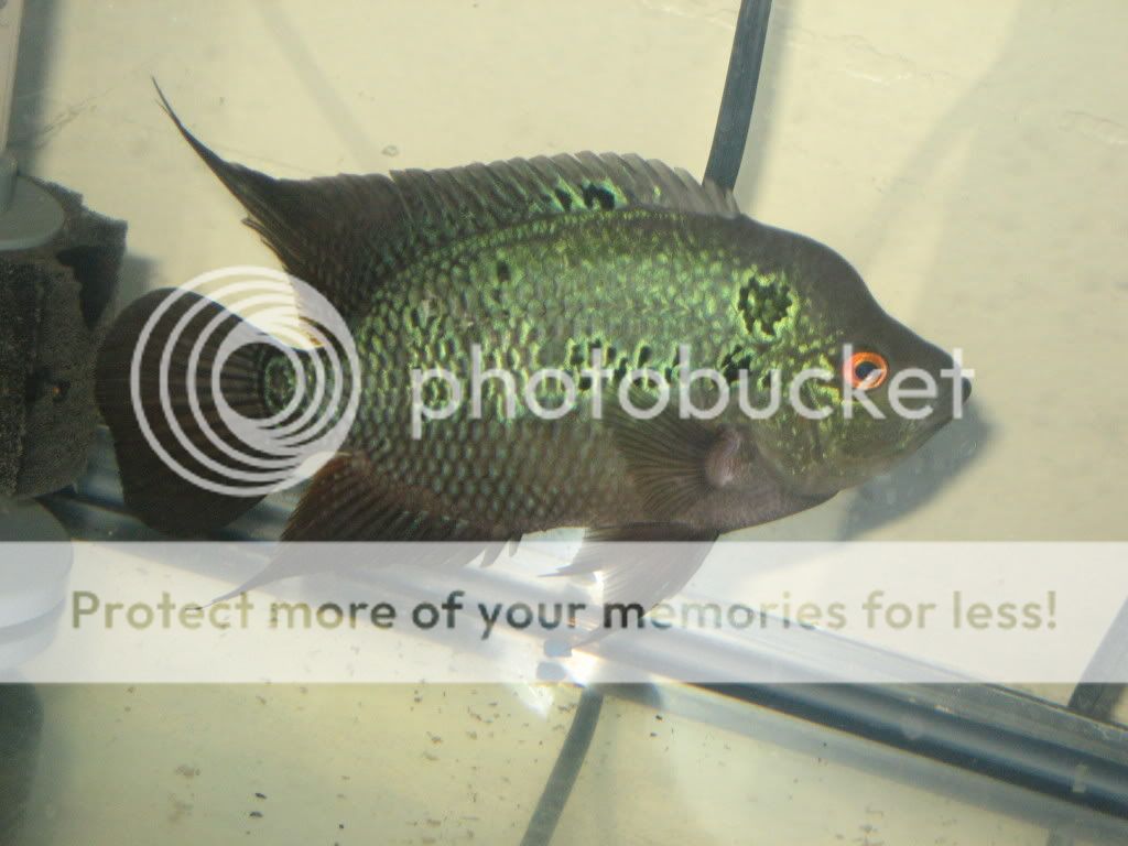 IMG_0130.jpg