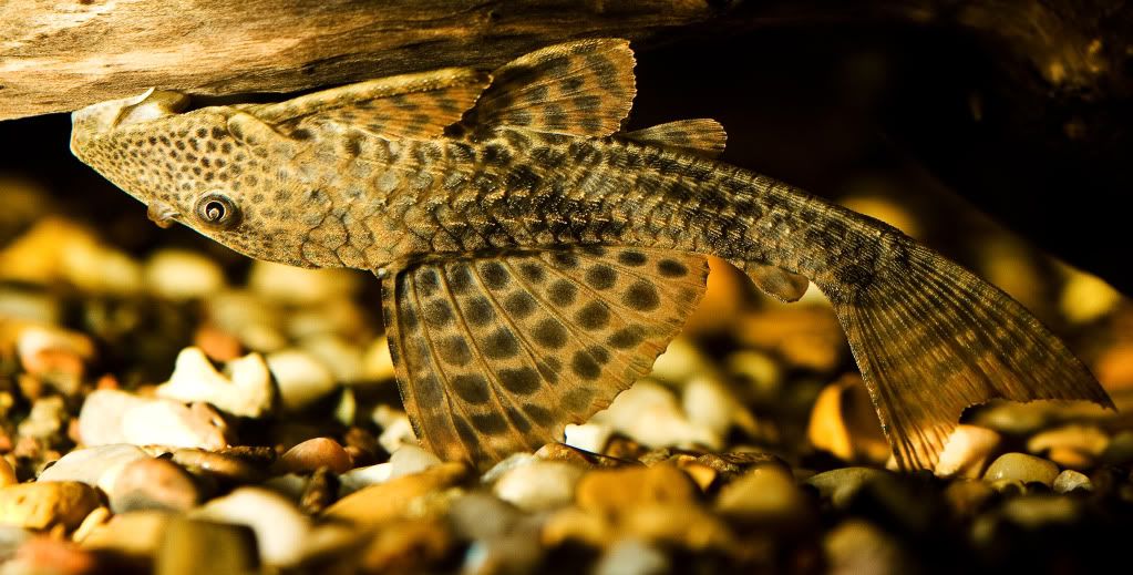 pleco.jpg