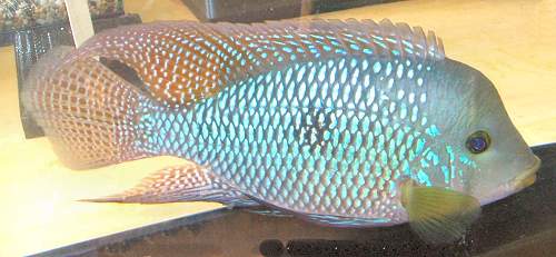 pearl-cichlid-geophagus-brasiliensis.jpg