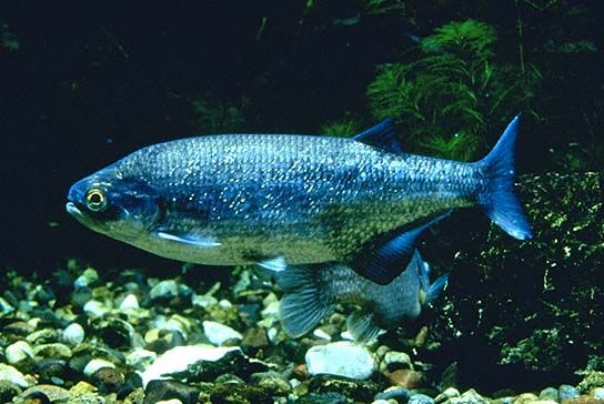 fishy.jpg