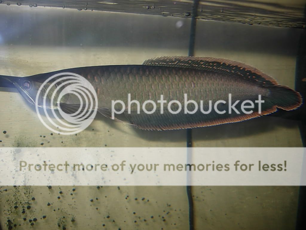 fishnoweed062.jpg