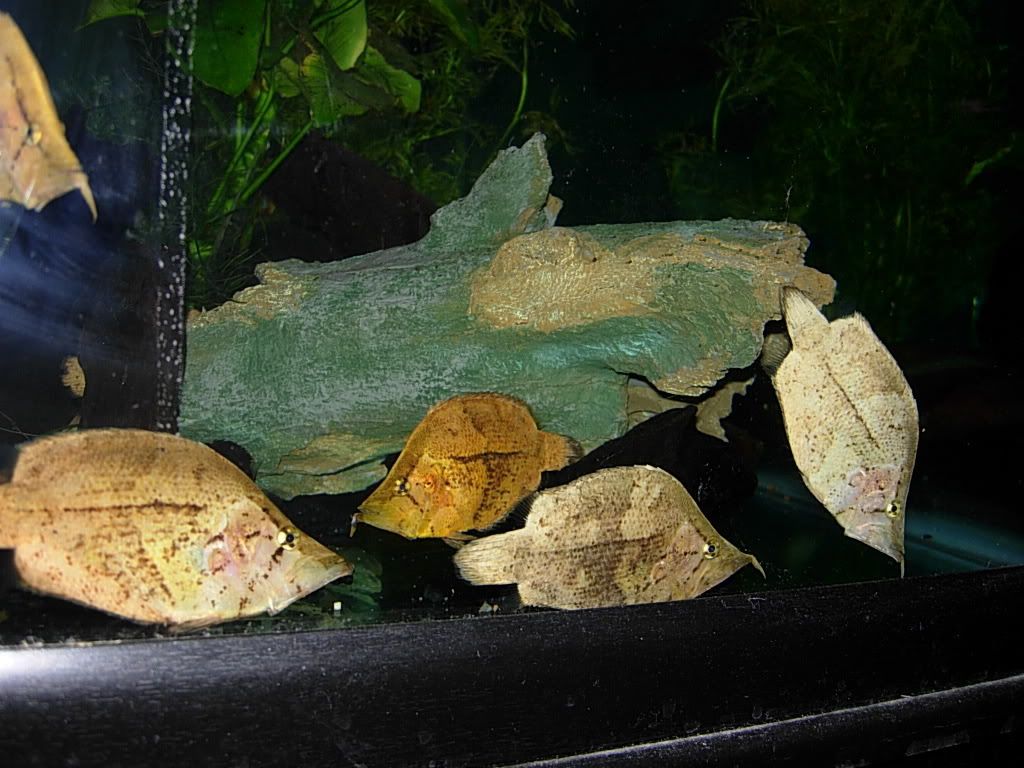 leaffish030.jpg