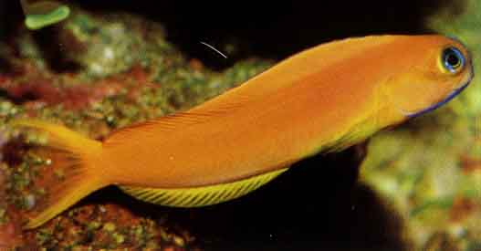 midas_blenny.jpg