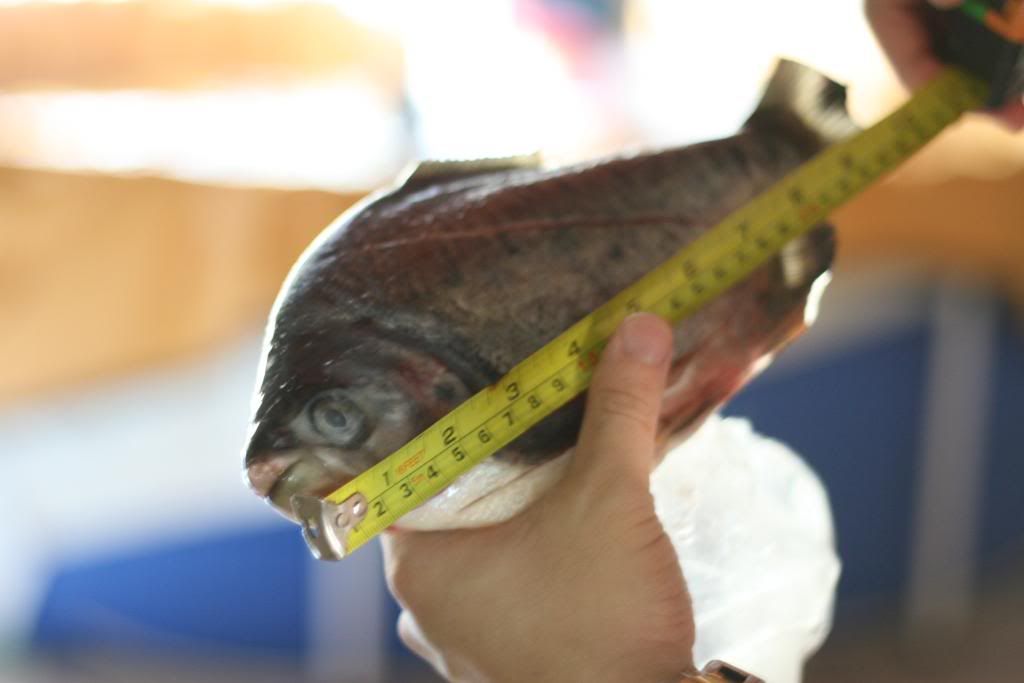 EKandPacu018.jpg