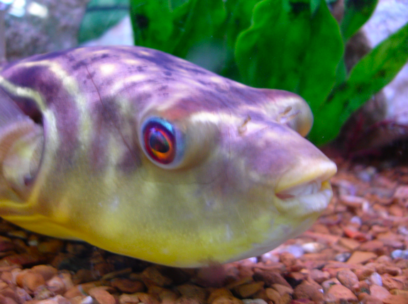 FahakaPufferfish.png