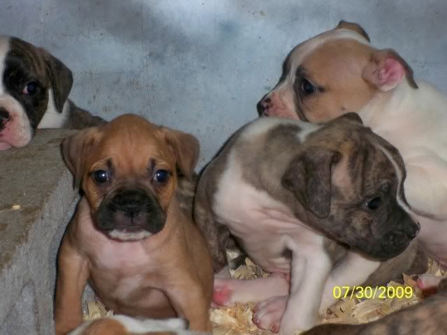 puppies063.jpg