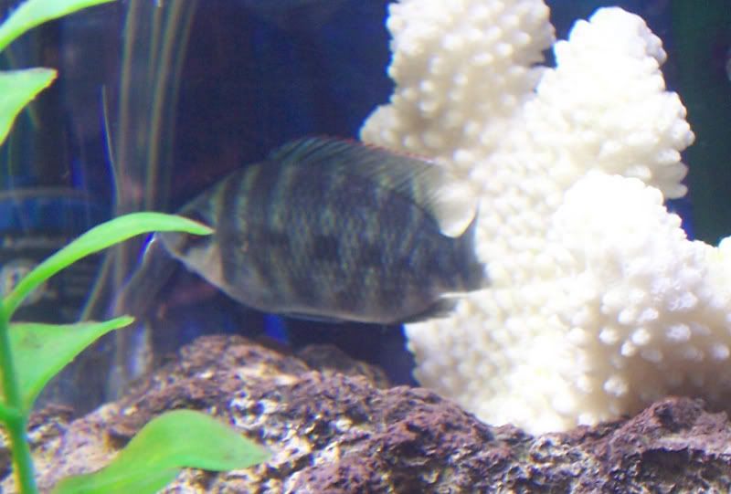 tilapia2.jpg