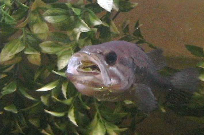 BasswithFrog8.jpg