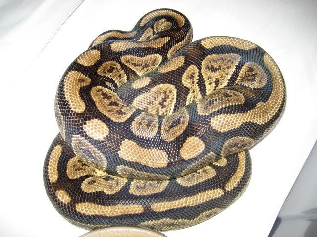 granite-cuestyle1.jpg