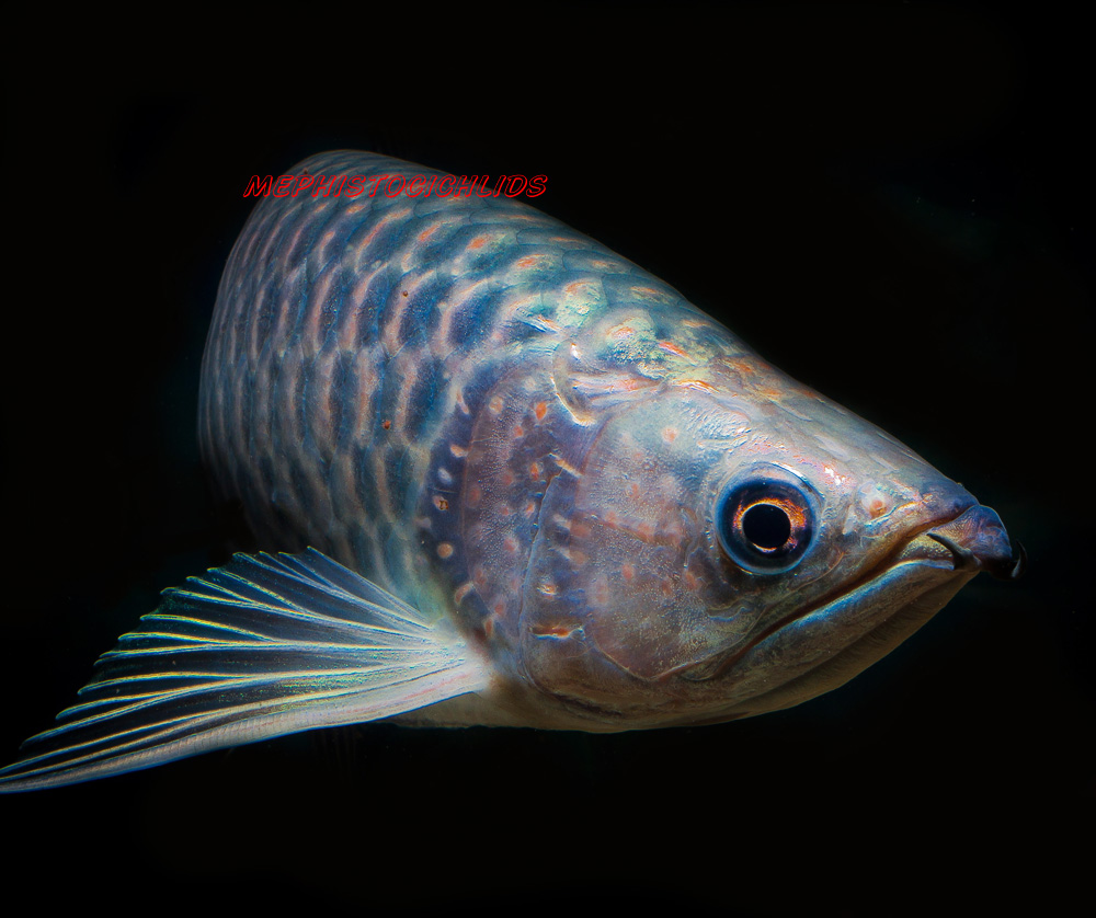 AROWANA SCLEROPAGES JARDINII MonsterFishKeepers com