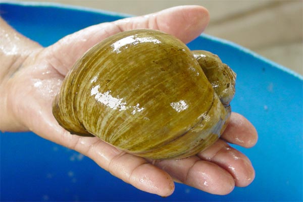 applesnail.jpg