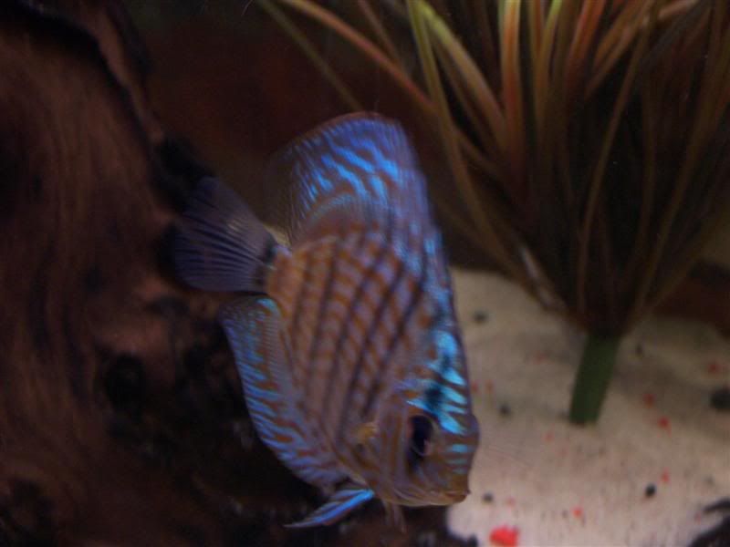 discus1.jpg
