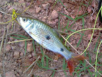 www.fishbase.se