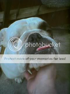 NewPuppy02.jpg