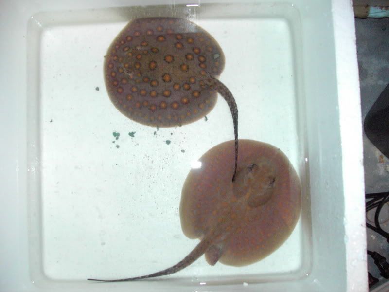 IMAG1475-1.jpg