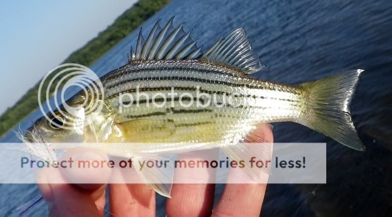 DM_BH_YellowBass_5-15-2012a.jpg