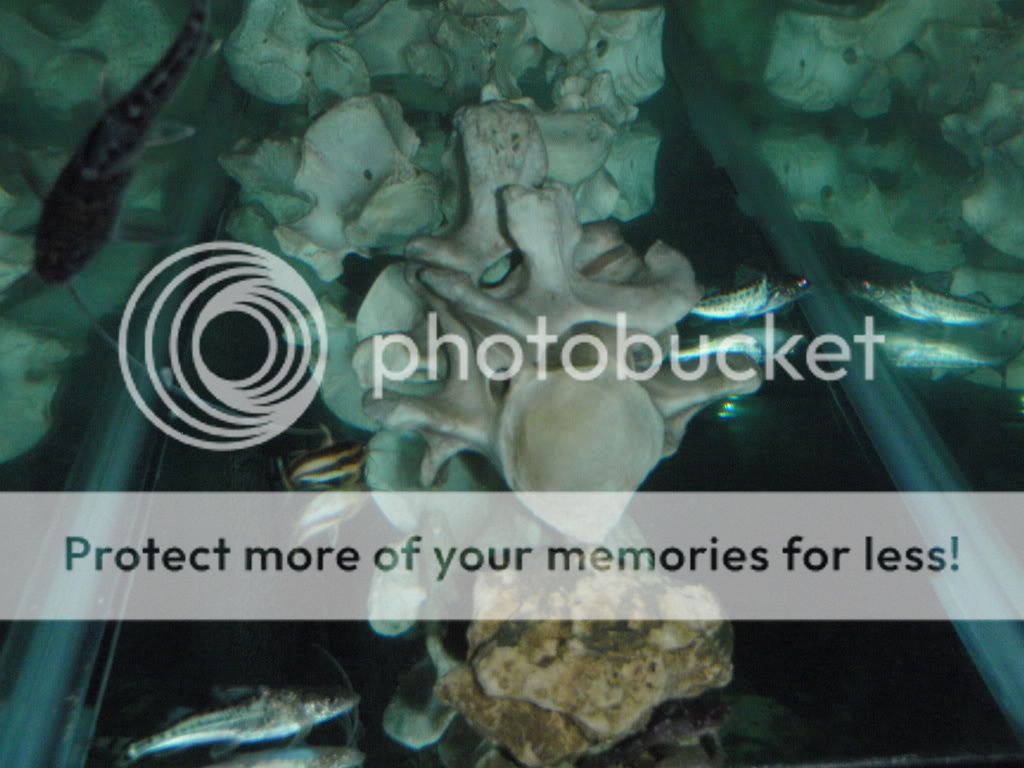 Cleaningandfish025.jpg