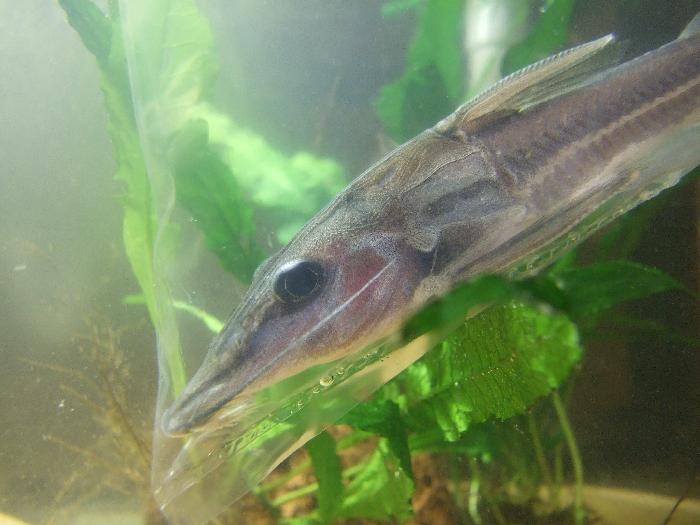 Leptodoras_sp_nanay.jpg