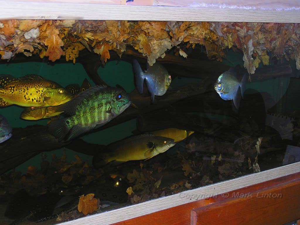125Leaves-3_32208-1.jpg