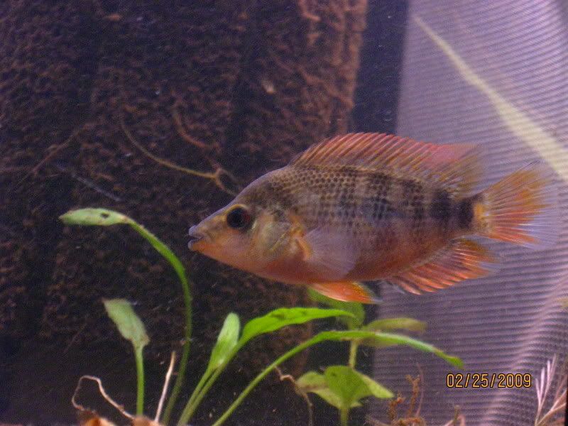 FishPictures124.jpg