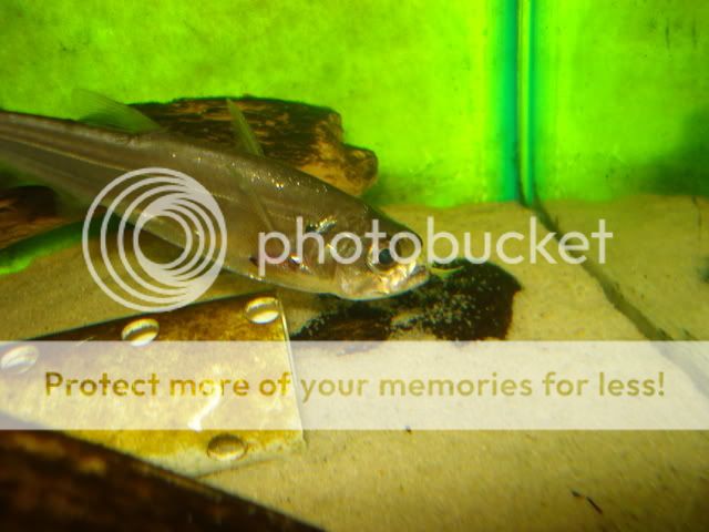 Picture185.jpg
