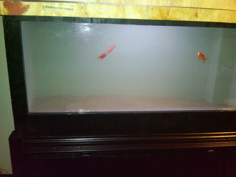 fish.jpg