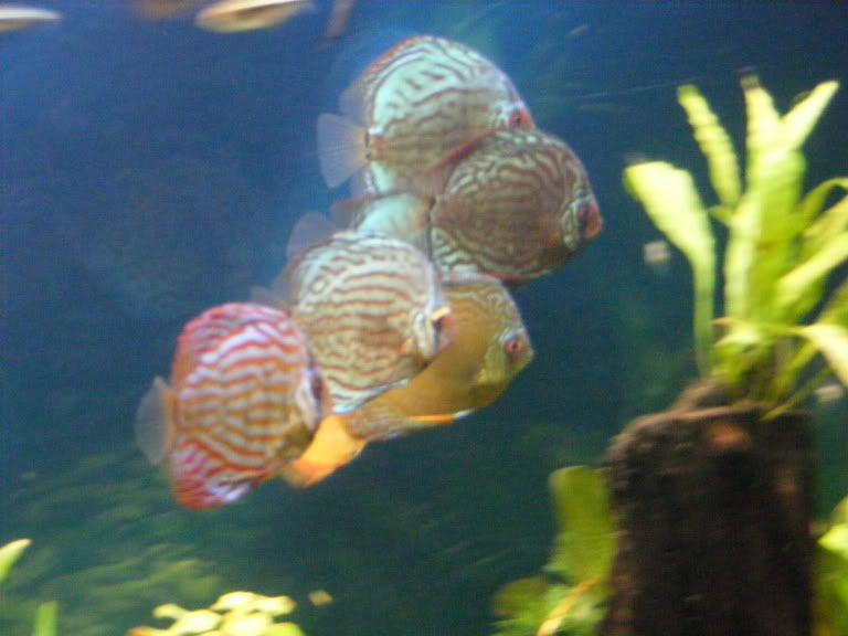 2009_0306tank0012.jpg